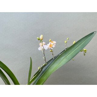 Oncidium Orchidee aufgebunden
