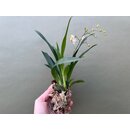 Oncidium Orchidee aufgebunden