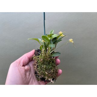 Masdevallia nidifica mounted