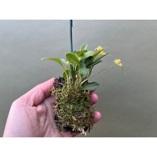 Masdevallia nidifica mounted