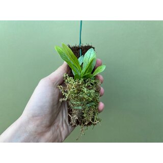 Asplenium spec. Costa Rica NEU aufenbunden