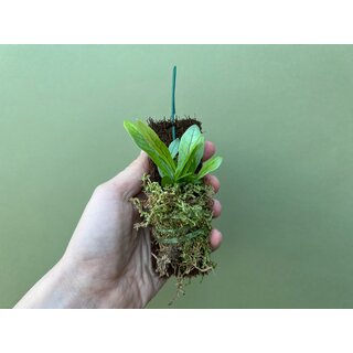 Asplenium spec. Costa Rica NEU aufenbunden