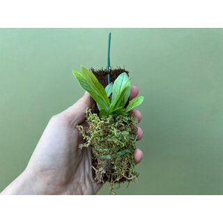 Asplenium spec. Costa Rica NEU aufenbunden