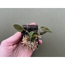 Lepanthes dodsonii