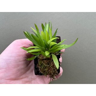 Dryadella zebrina