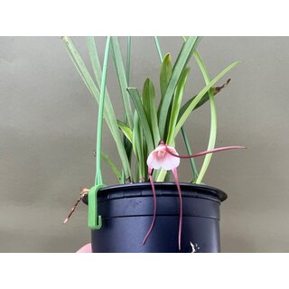 Dracula velutina