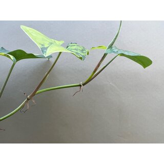 Syngonium yellow aurea variegata Ableger