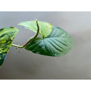 Syngonium yellow aurea variegata Cutting