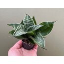 Sansevieria trifasciata Green Honey