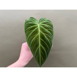 Philodendron splendid Cutting