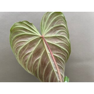 Philodendron splendid Cutting