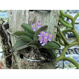 Schoenorchis fragrans
