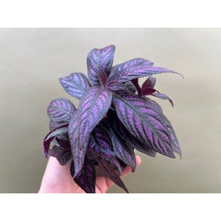 Strobilanthes dyerianus