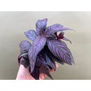 Strobilanthes dyerianus