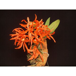 Dendrobium lamyaiae