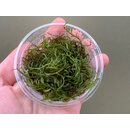 Taxiphyllum Flame - Flammenmoos