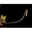 Bulbophyllum lemniscatoides