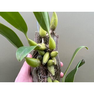 Bulbophyllum orectopetalum