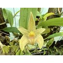 Bulbophyllum orectopetalum