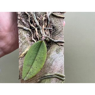 Phalaenopsis lowii