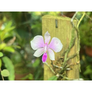 Phalaenopsis lowii