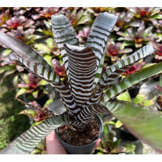 Aechmea chantinii Black