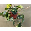 Philodendron scandens Brasil hanging basket