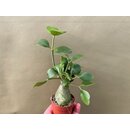 Hydnophytum papuanum Antplant