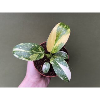Philodendron Green Congo Variegata 1