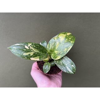 Rhaphidophora tetrasperma aurea variegata Nr. 2