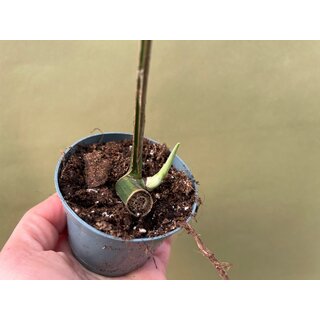 Rhaphidophora tetrasperma aurea variegata Nr. 2