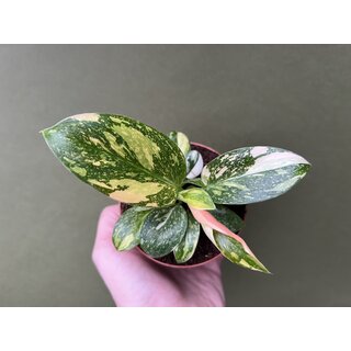 Philodendron Green Congo Variegata 3