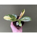Philodendron Green Congo Variegata 4