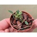 Dendrobium jenkinsii Babyplant