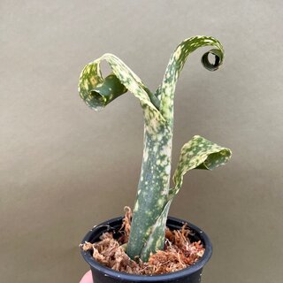 Billbergia leptopoda