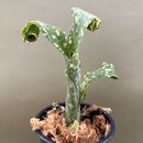 Billbergia leptopoda