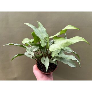 Syngonium Nguengi Laima