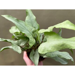 Syngonium Nguengi Laima
