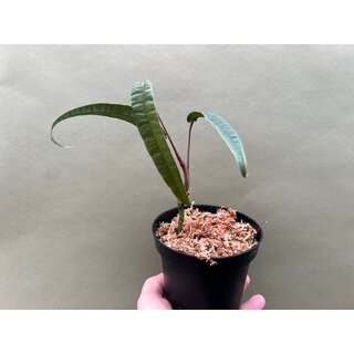 Anthurium cutucuense selten