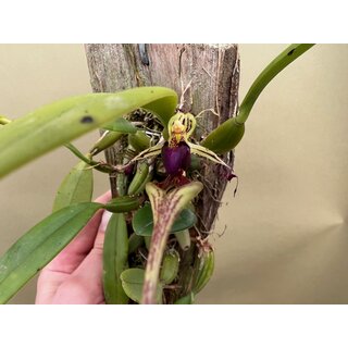 Bulbophyllum putidum