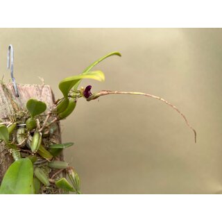 Bulbophyllum putidum