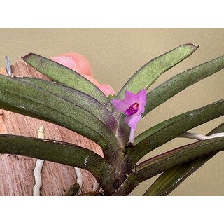 Vanda nana