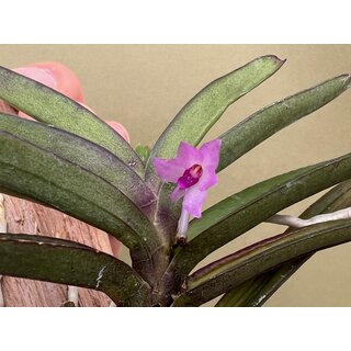Vanda nana