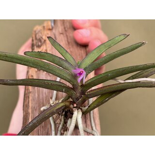 Vanda nana