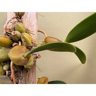 Bulbophyllum blepharistes