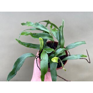 Pyrrosia spec. Panama
