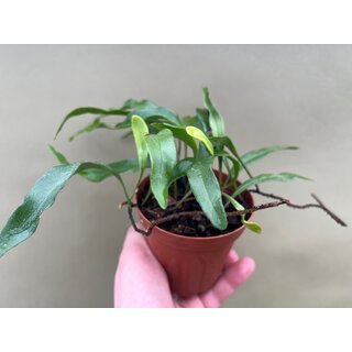 Pyrrosia spec. Panama