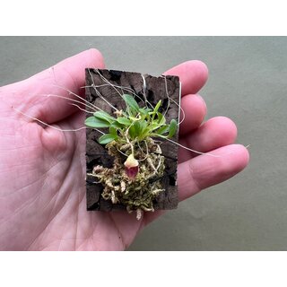 Acostaea costaricensis
