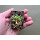 Acostaea costaricensis