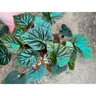 Begonia Pavonina rare